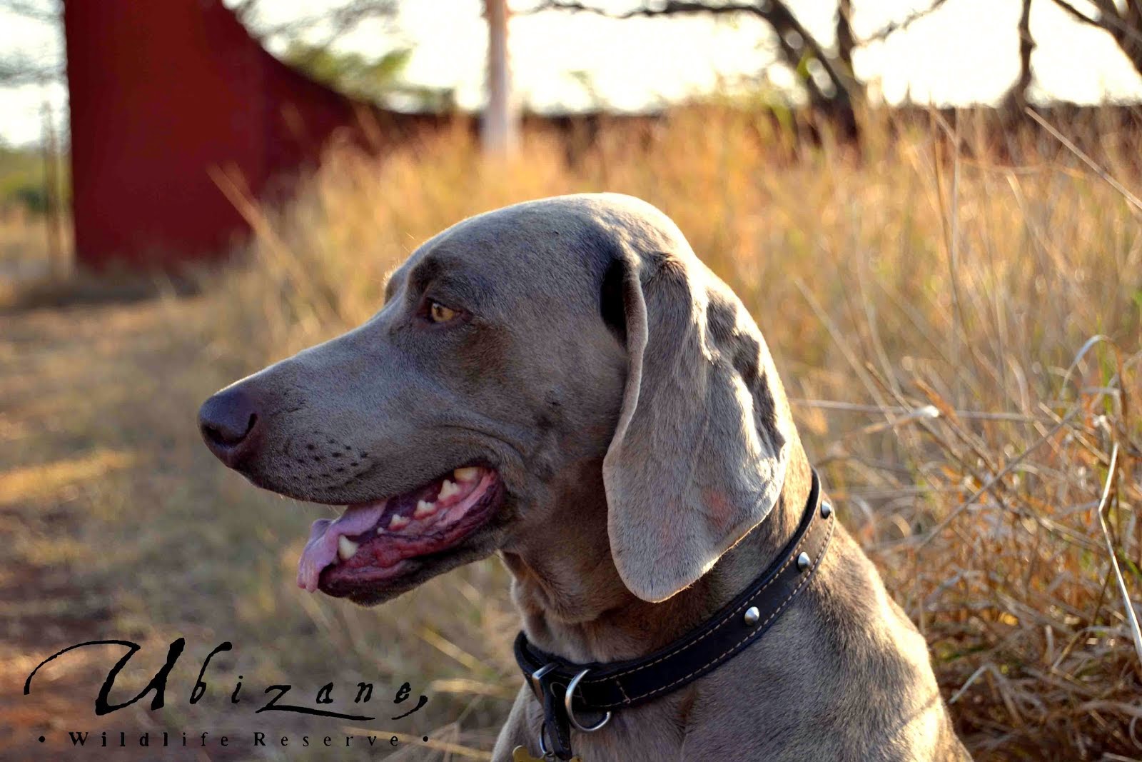 Ziquenya, Our Anti-Poaching Dog