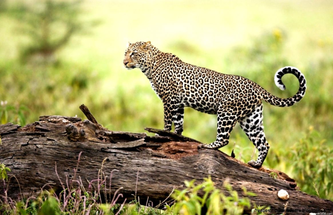 Leopard Wildlife Wallpapers HD Wallpapers Leopard Wildlife Wallpapers HD Wallpapers