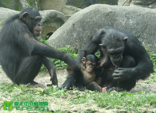 台北市立動物園黑猩猩莎莉。 台北市立動物園黑猩猩莎莉。