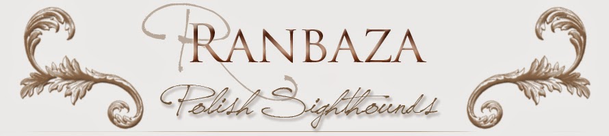 Ranbaza - polish sighthounds