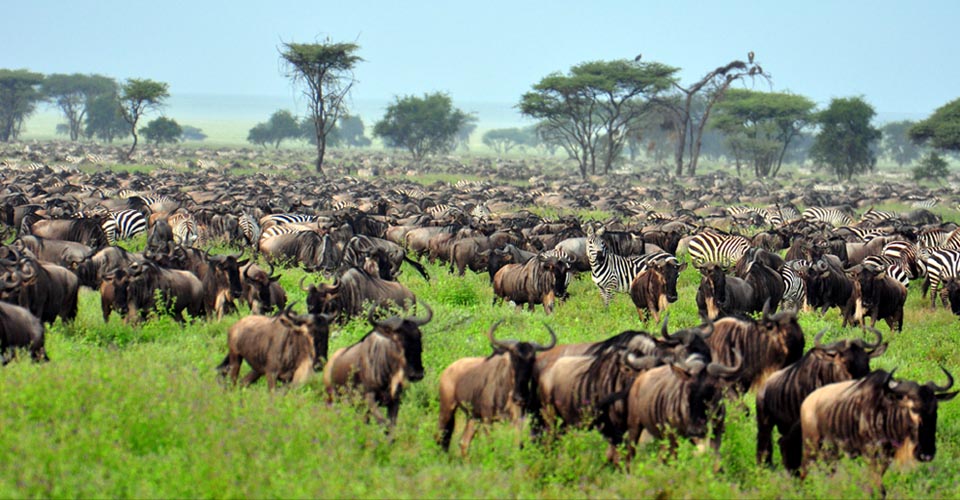 UTALII TANZANIA Tanzania Tanapa to Unveil New Products to Boost