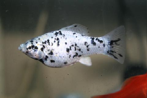 Dalmation Molly Fish