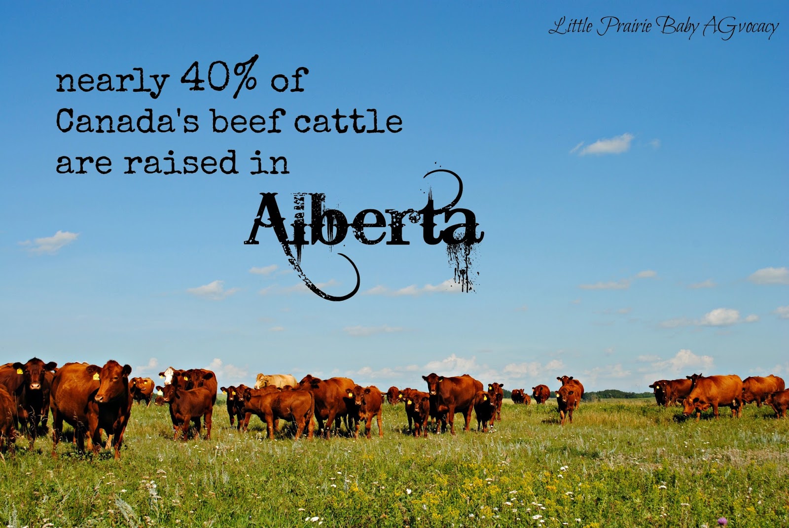 Little Prairie Baby Alberta Beef