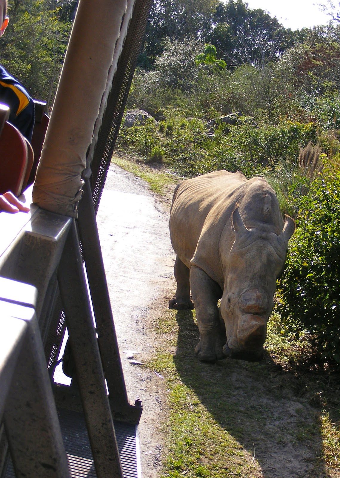 Disney Photo Safari: Happy Elephant and Rhino Day!