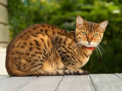 Siberian Bengal Cats