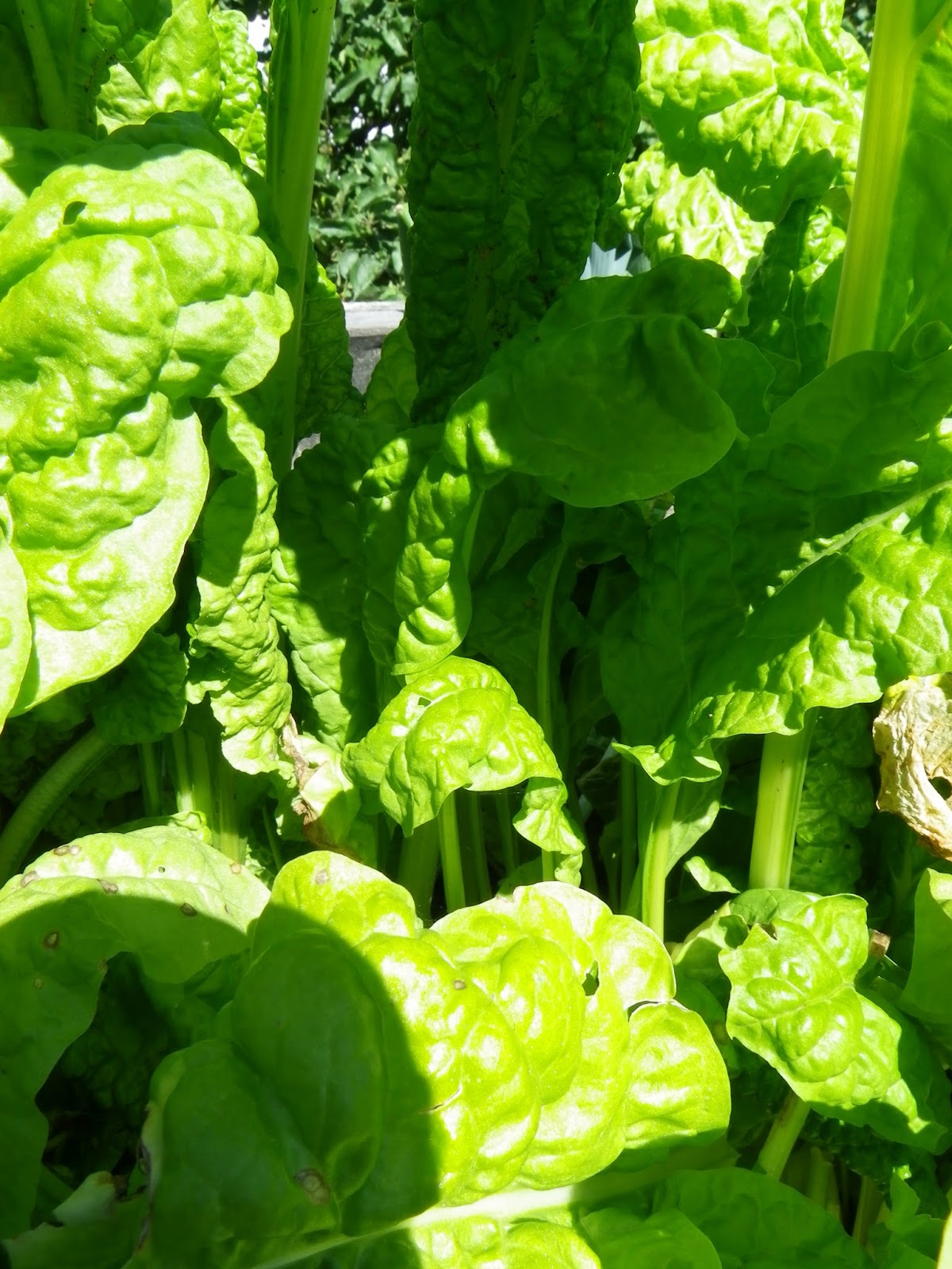 Grossmama`s Schatzkiste Capuns