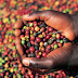 Big Harvest May Cool Down Coffee