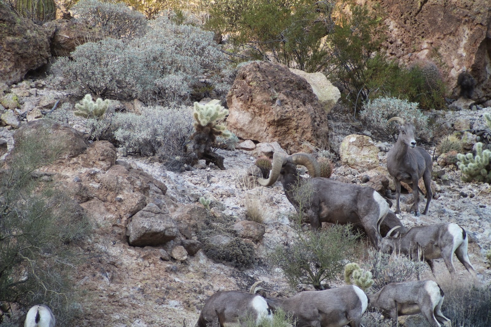 Sheep%2BHunting%2BPhotos%2Bof%2Brams%2BField%2BJudging%2BDesert%2BBighorn%2BSheep%2Bwith%2BJay%2BScott%2BOutdoors-Dolly%2BRam%2BUnit%2B22%2BAZ%2B184%2BNET%2B18.JPG
