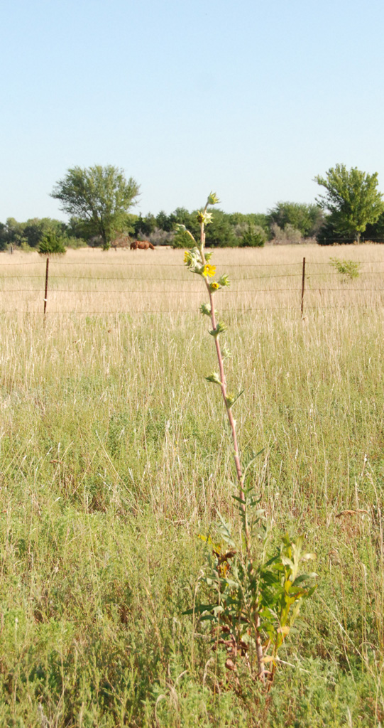 Gaia Garden My First Blooming Compass Plant!