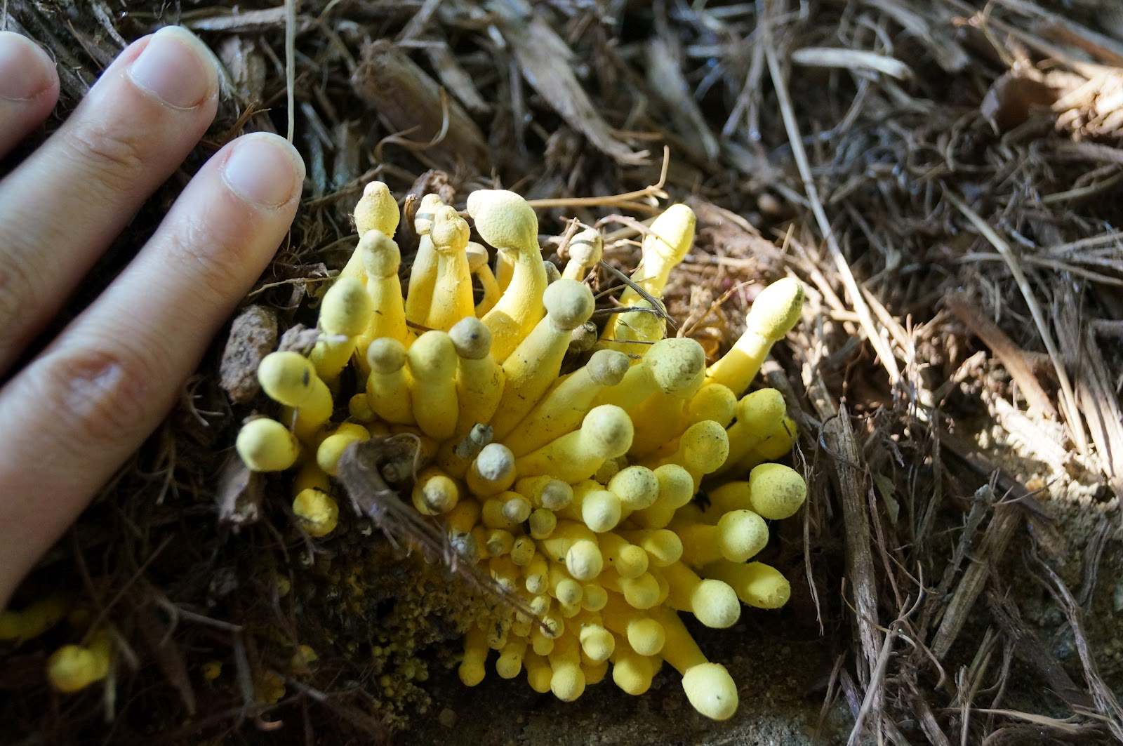 mushrooms Nature NHMLA