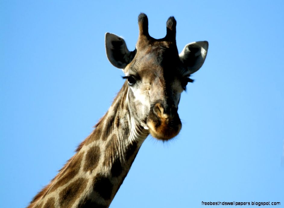 Giraffe Ears Giraffe Ears
