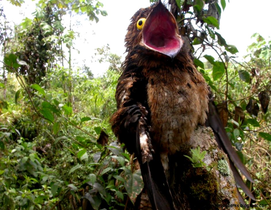 Potoo Nyctibius griseus bird hd wallpapers ›› Page 0 Potoo Nyctibius griseus bird hd wallpapers ›› Page 0