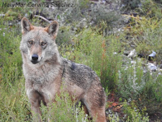 2015-10-06-Robledo%2Bcentro%2Bdel%2BLobo