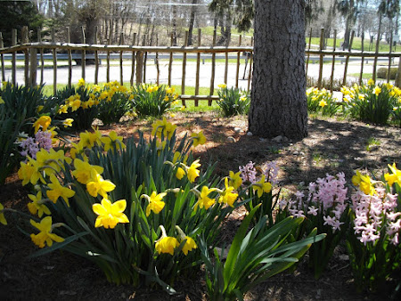 Host of Golden Daffodils