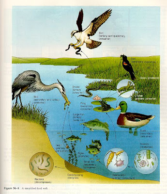 Learn_for_Knowledge: Food Web: Aquatic Ecosystem