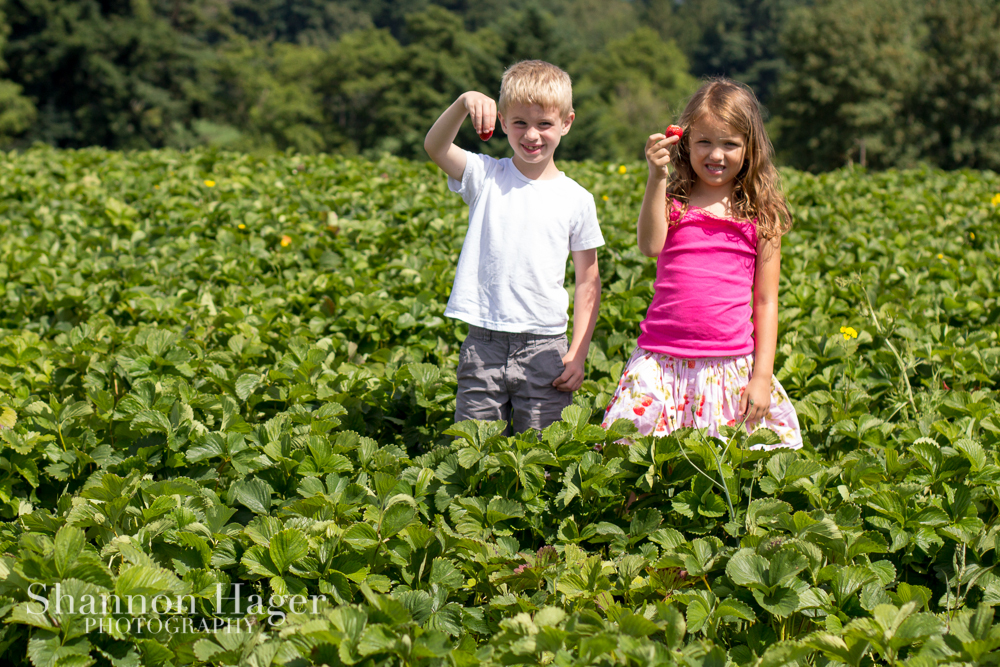 Enjoying Life With 4 Kids Portland June 2013 Strawberry Picking