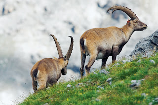 Ibex in the Alps
