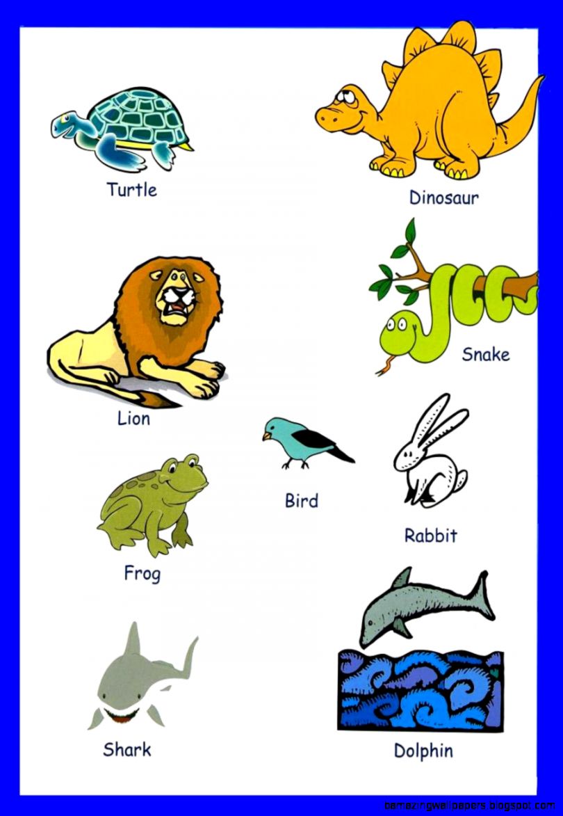 animals kids animals kids