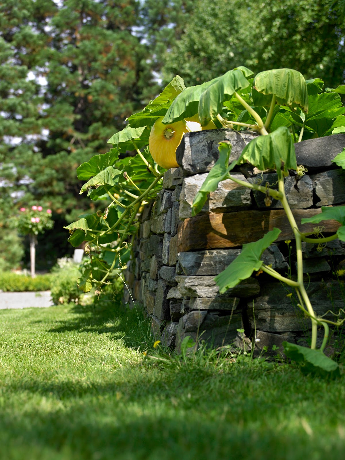Visiting The Dodo Bird At Vienna S Naturhistorisches Museum