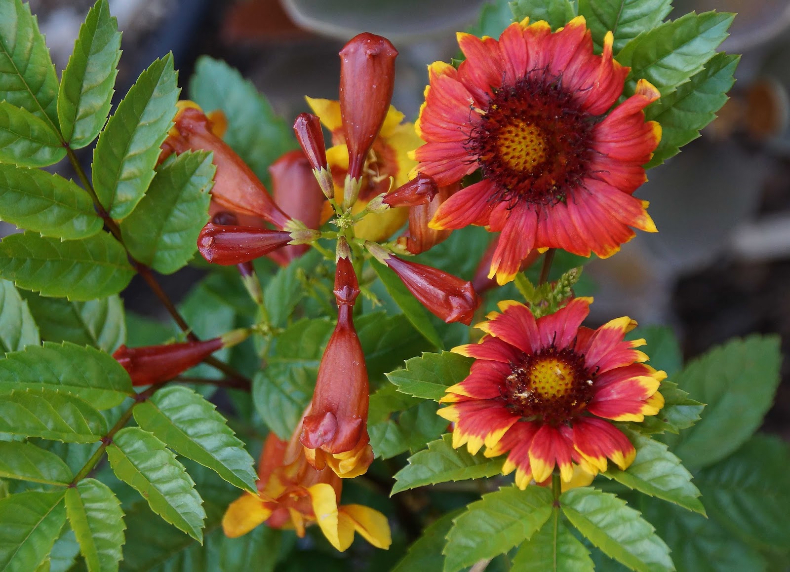 x ‘Sparky®’ More Food For The Hummingbirds