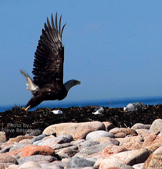 CLK Steve Resotko's  Eagle to View BIRDS OF MAINE