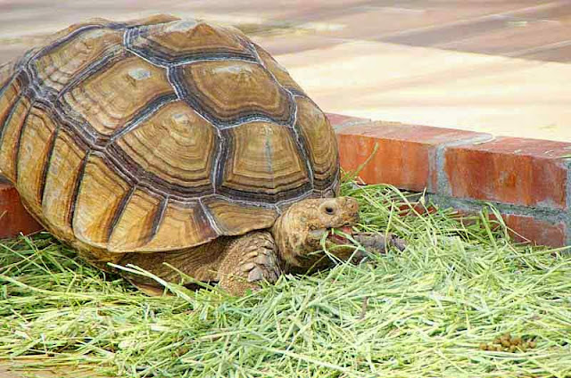turtle, grass, brick enclosure