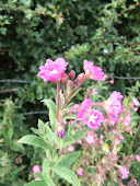 WILLOWHERB