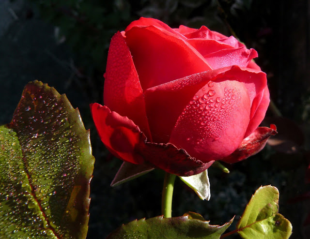 Flores para regalar !!! Taringa!