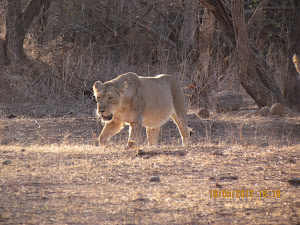 Matriach Lioness :- Photo Mr Samir.Gulavane.