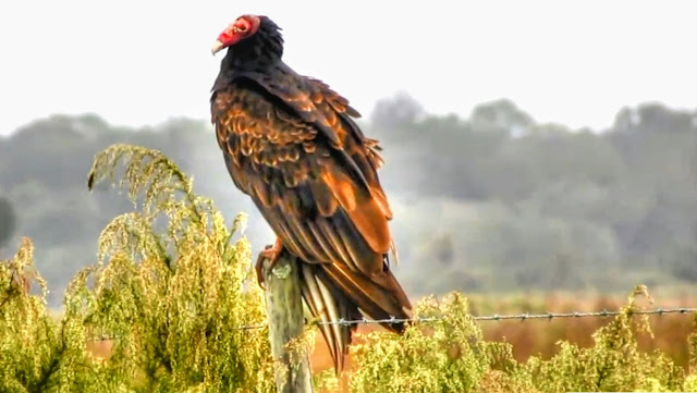 Turkey Vulture or Buzzard in Florida