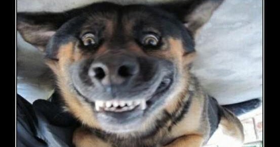 Blogul meu CITATE AMUZANTE