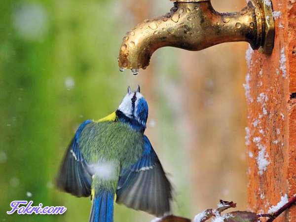 beautiful nature photographs fokri com beautiful nature photographs fokri com