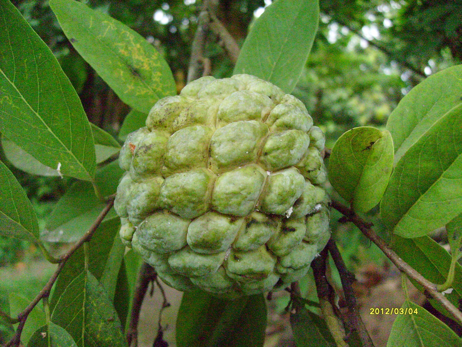 Exotic Plants in Indonesia Srikaya