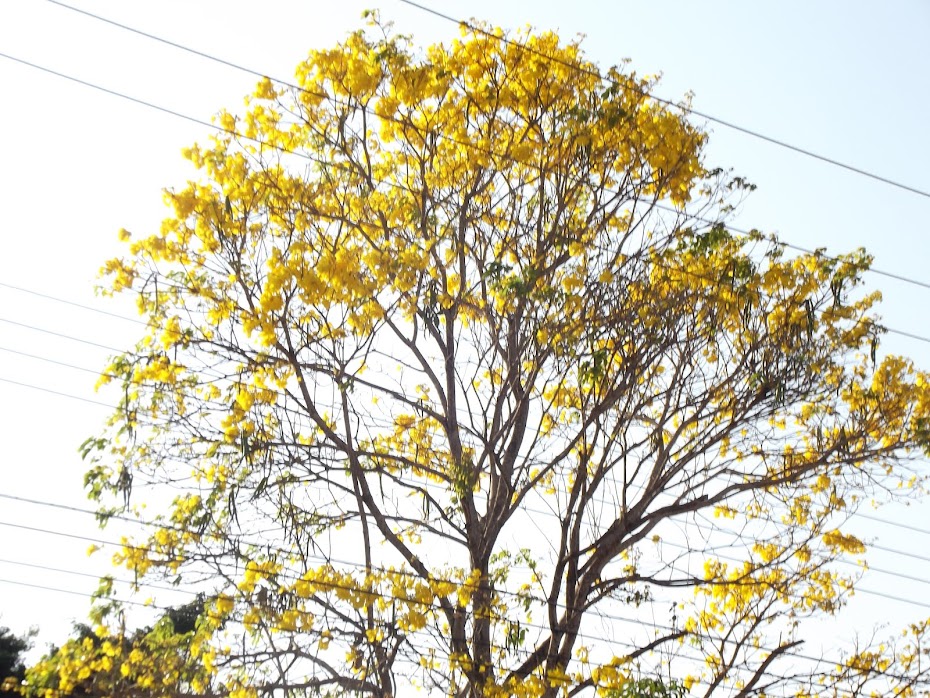 A BELEZA DOS IPÊS EM MACAPÁ MERECE CONTEMPLAÇÃO