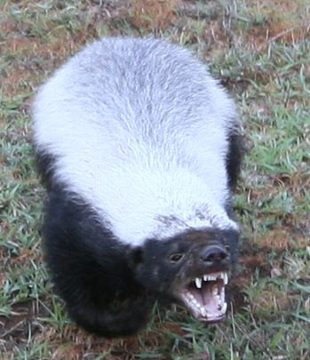 honey badger cartoon. When Honey Badgers attack they