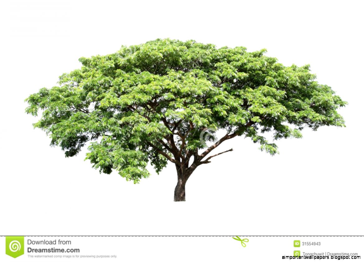 Rain Tree Samanea Saman Stock Images Image 29708644 Rain Tree Samanea Saman Stock Images Image 29708644
