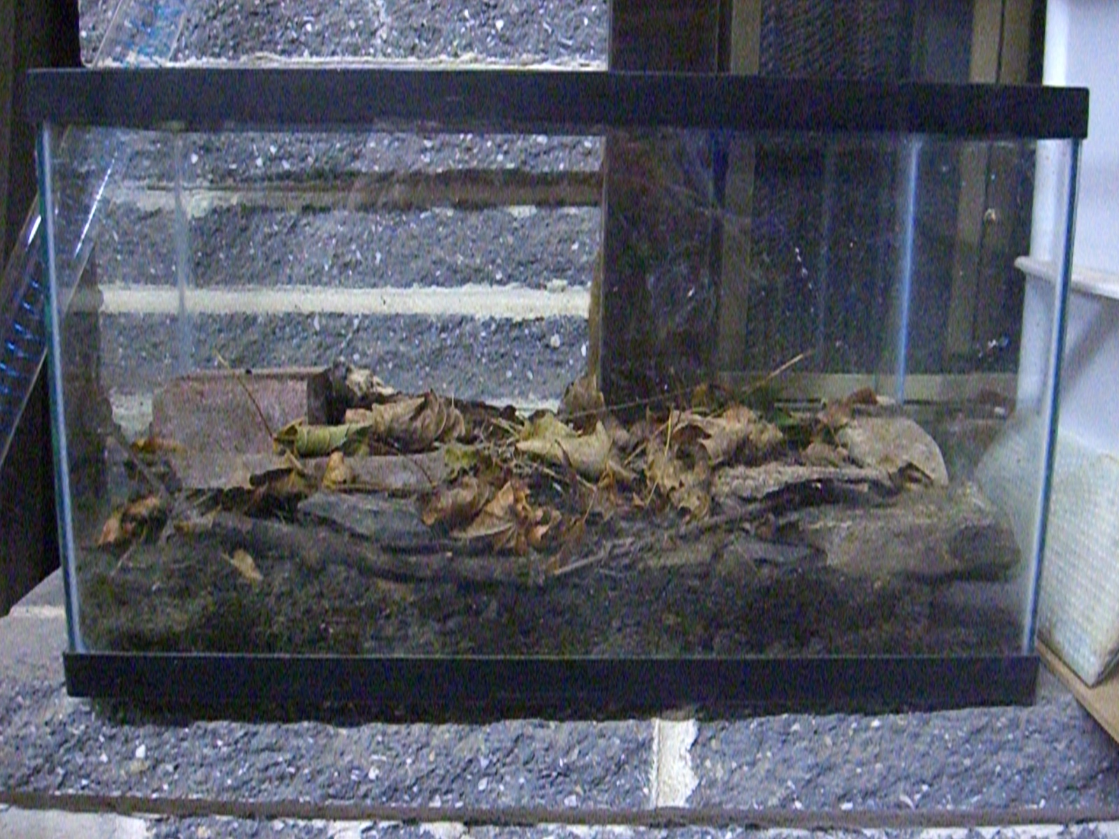 Junk in My Basement March 2012