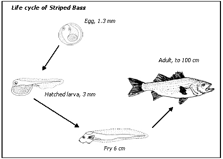 fish cycle diagram zoology fish cycle fish cycle diagram zoology fish cycle