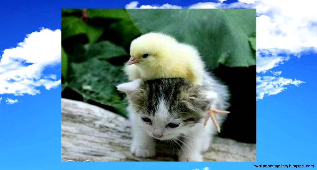 Cute Animals Love Each Other ♥ WILL YOU REMEMBER ♥ Music by Cute Animals Love Each Other ♥ WILL YOU REMEMBER ♥ Music by