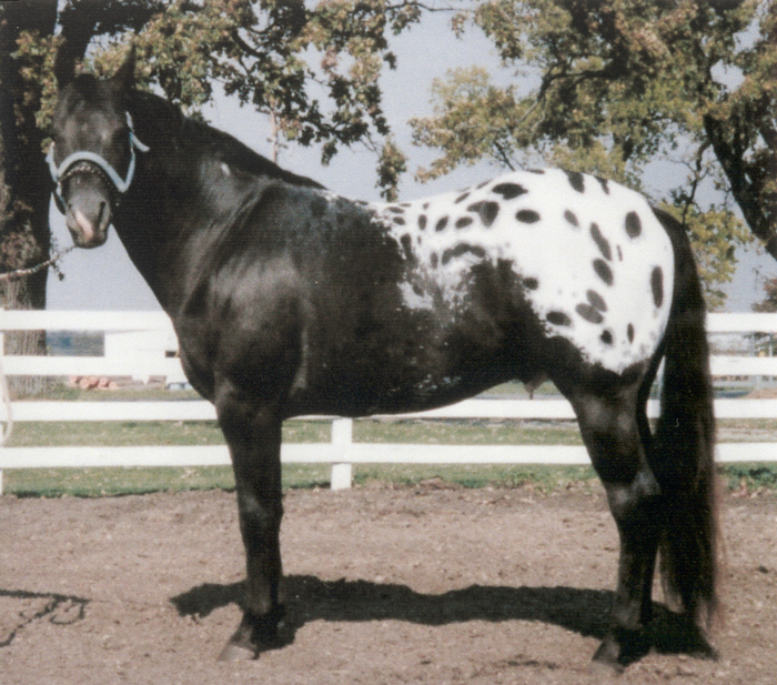 HD Animals Wallpapers Black Appaloosa Horse