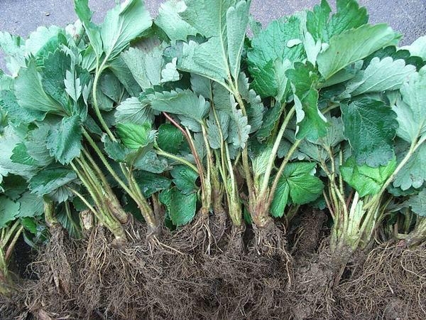 budidaya stroberi Stroberi atau tepatnya stroberi kebun (juga dikenal dengan nama arbei, dari bahasa belanda aardbei) adalah sebuah varietas stroberi yang paling banyak dikenal di dunia. budidaya stroberi Stroberi atau tepatnya stroberi kebun (juga dikenal dengan nama arbei, dari bahasa belanda aardbei) adalah sebuah varietas stroberi yang paling banyak dikenal di dunia.