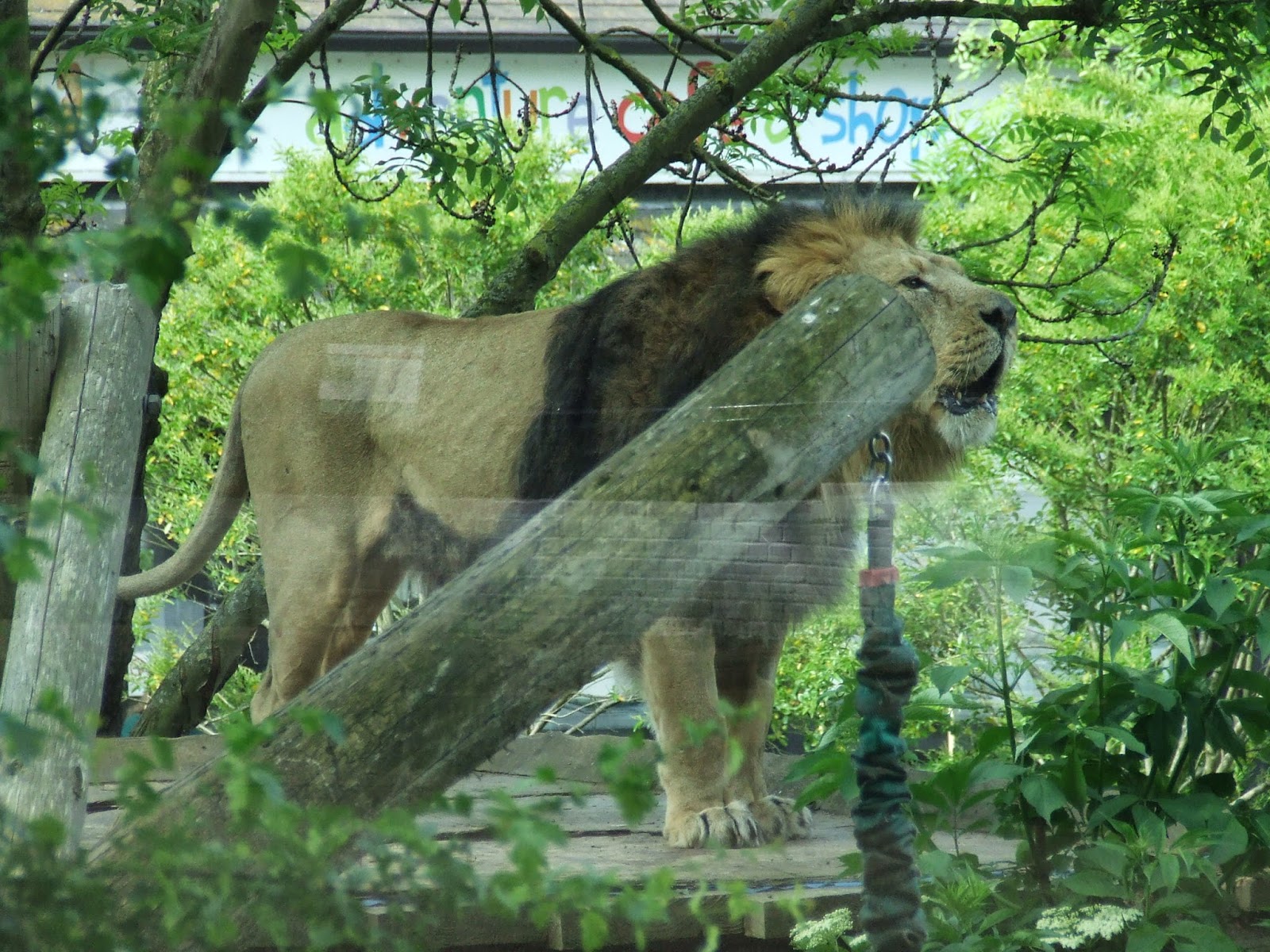 Scribbling Lau Feeding the lions at London Zoo