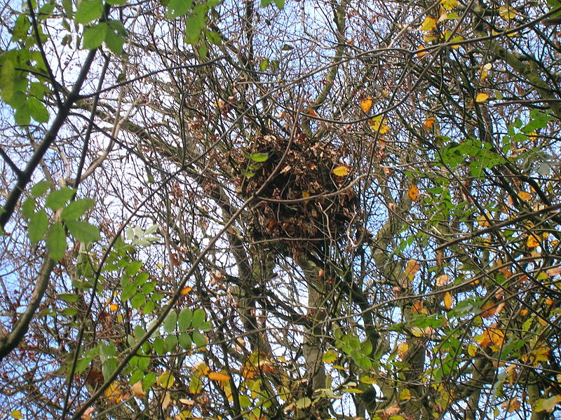 The News For Squirrels The Drey The Sixth Day of Squirrel Awareness Month