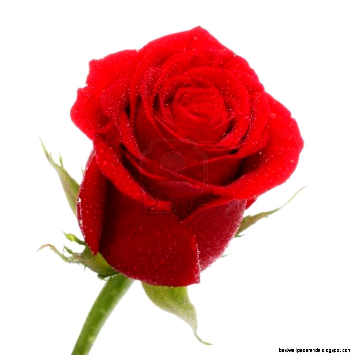 FunMozar – Red Rose FunMozar – Red Rose