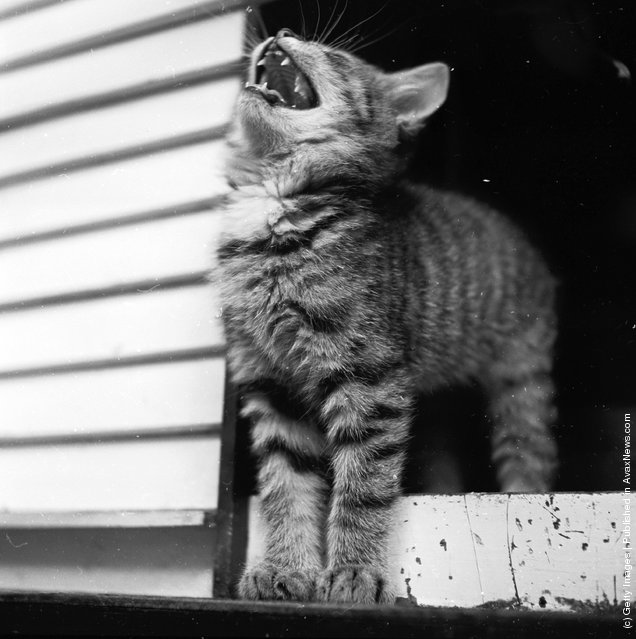 Котенок потягивается и зевает в Гринвич-Виллидж, Нью-Йорк. (Около 1950 г.)