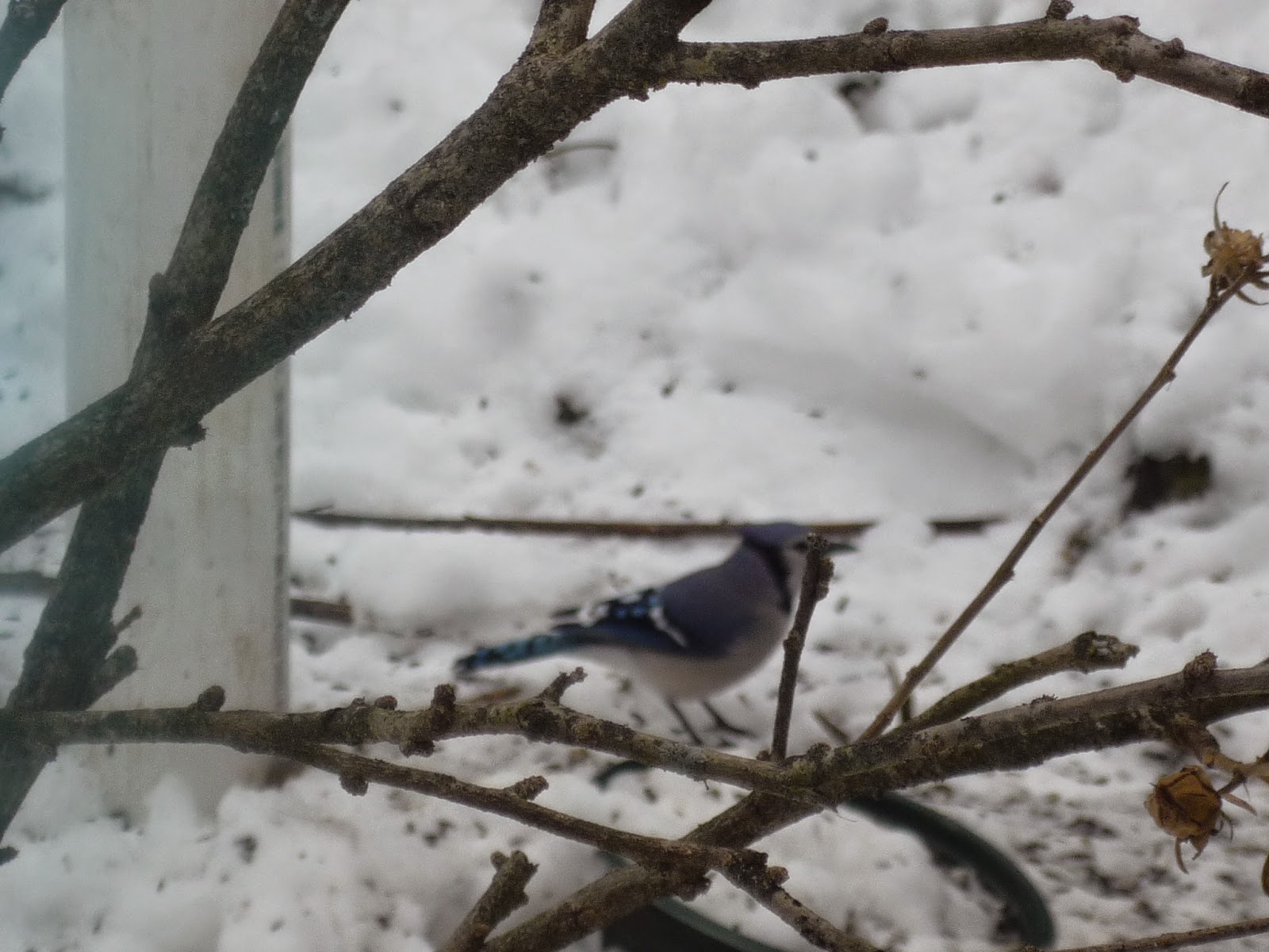 South Burlington birds Birds at peanut feederphotos South