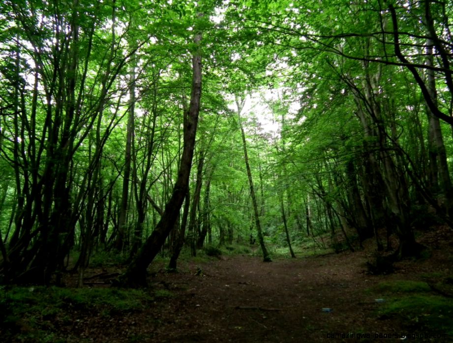 jungle II by Dark Roc on DeviantArt jungle II by Dark Roc on DeviantArt