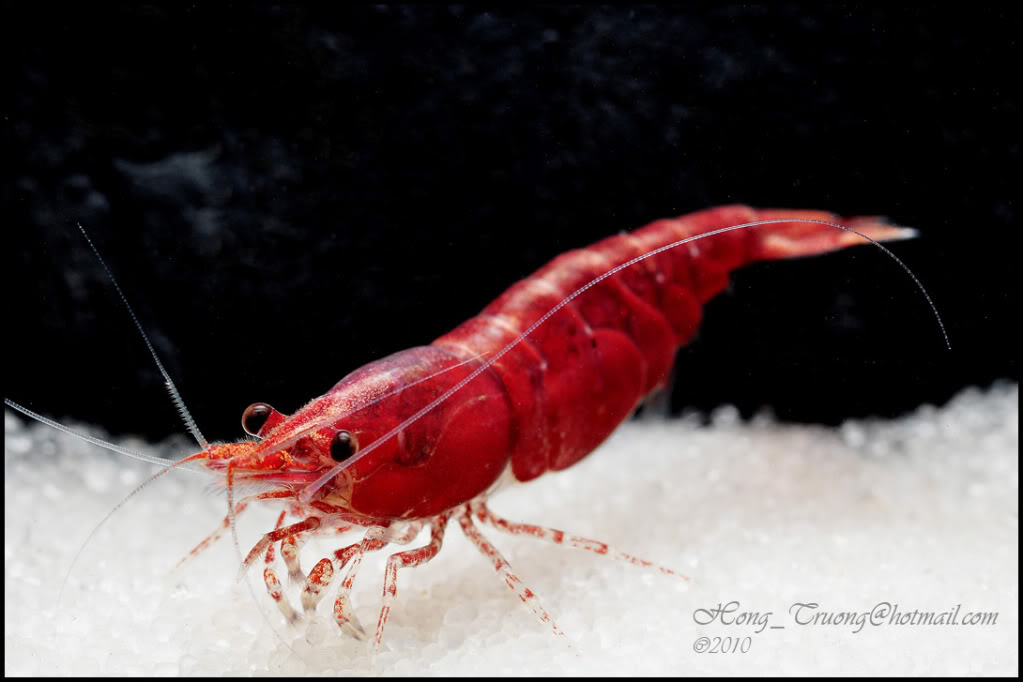 Plus Size Kitten Cherry Shrimps my latest pets!