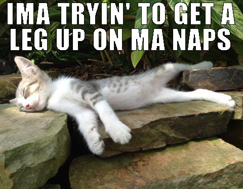 leg up cat naps meme