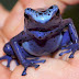 Poisonous Tiny Blue Frog That Can Kill 10 Men